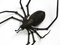 Italian Mid-Century Modern Spider Wall Decoration in Iron, 1950s 11