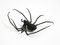 Italian Mid-Century Modern Spider Wall Decoration in Iron, 1950s 10