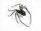 Italian Mid-Century Modern Spider Wall Decoration in Iron, 1950s 3