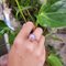 925 Sterling Silber Media Luna Ring mit Rosenquarz und Zirkonen, Italien, 21. Jahrhundert 3