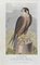 James Barenger, A Hawk, Etching, 1822, Image 1