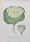 Vincenzo Tenore, Yellow,flowered Nelumbia, Lithograph, 1870s 1