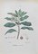 Vincenzo Tenore, Neapolitan Cyclamen, Lithograph, 1870s 1