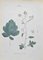 Vincenzo Tenore, Black Mustard, Lithograph, 1870s 1