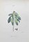 Vincenzo Tenore, Laureola, litografía, década de 1870, Imagen 1
