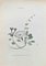 Vincenzo Tenore, Convolvolus Stoloniferus, Lithograph, 1870s 1
