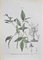 Vincenzo Tenore, Zebrina Pendula, litografía, década de 1870, Imagen 1