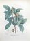 Vincenzo Tenore, The Common Medlar, Lithograph, 1870s 1
