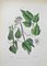 Vincenzo Tenore, Ranunculaceae, Lithograph, 1870s 1