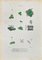 Vincenzo Tenore, The Marcanziaceae, Lithograph, 1870s 1