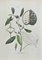 Vincenzo Tenore, The Anonaceae, litografía, década de 1870, Imagen 1