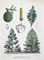 Vincenzo Tenore, The Conifers, Lithograph, 1870s 1