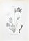 Vincenzo Tenore, The Ranunculaceae, litografía, década de 1870, Imagen 1