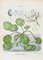 Lithographie Vincenzo Tenore, The Water Lilies, 1870s 1