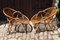 Set of Rattan Armchairs by Audoux-Minet, 1950, Image 3