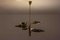 Chandelier with Perforated Brass Leafs by A. Lelii, Italy, 1950s 17
