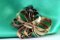 Gold and Silver Brooch with Diamond Chips 4