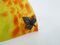 Appliques Murales en Demi-Lune en Pâte de Verre Jaune-Orange, 1980s 6
