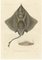 Arctic Skate oder Gaimards Ray, Handkolorierte Lithographie, 1840er-1850er 1