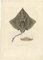Arctic Skate oder Gaimards Ray, Handkolorierte Lithographie, 1840er-1850er 2