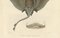Arctic Skate oder Gaimards Ray, Handkolorierte Lithographie, 1840er-1850er 4