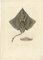 Arctic Skate oder Gaimards Ray, Handkolorierte Lithographie, 1840er-1850er 3