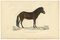 M. Paul Gaimard, Icelandic Horse, 1842, Paper, Image 1