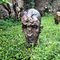 Moss-Patina Testa Head Stoneware Raku Ceramic Sculpture 14