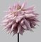 Philip Gatward, Dahlia 9, Archival Pigment Print 1