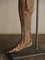 19th Century Antique Papier-Mâché Anatomical Leg by Dr. Auzoux, France 25