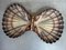 Vintage Scallop Shell with Plastic Shell, 1970s 2