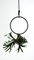 Blumenkugel Object, Hanging Planter by Zascho Petkow & Andreas Haussmann 1