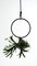 Blumenkugel Object, Hanging Planter by Zascho Petkow & Andreas Haussmann, Image 1