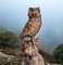 Vintage Hand-Carved Wood Owl, 1920s 11