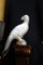 Französische Vintage Vogel Wandlampen, 2er Set 5