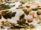 Fauteuils avec Tissu Floral, Italie, 1950s, Set de 2 11