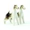 Sparring Foxterrier Figurines from Royal Dux, 1960s, Set of 2, Image 4