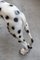 Dalmatiner Hund aus Harz, 1970er 4
