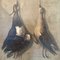 Heinrich Lihl, Still Life of Birds, 1780, Oil on Canvas, Image 5