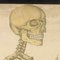 Pósteres antiguo de anatomía de Foedisch Krantz para C. C. Meinhold & Söhne. Juego de 2, Imagen 4