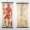Affiches Anatomiques Antiques par Foedisch Krantz pour C. C. Meinhold & Söhne, Set de 2 1