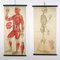 Antique Anatomical Charts by Foedisch Krantz for C. C. Meinhold & Söhne, Set of 2 1