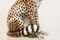 Hand Painted Porcelain Leopard Sculpture from Ronzan, 1970s, Image 9
