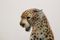 Hand Painted Porcelain Leopard Sculpture from Ronzan, 1970s 7