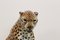 Hand Painted Porcelain Leopard Sculpture from Ronzan, 1970s, Image 4