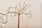 Vintage Sottovento 21 Tree Floor Lamp by Enzo Catellani for Catellani & Smith 4