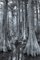 Impresión Egret In Trees de Tim Graham, Imagen 1