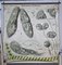 Antique Zoological Poster of Ciliates by Paul Furtscheller for Martinus Nijhoff 1