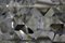 Lampadario vintage in cristallo al piombo di Bakalowits, Immagine 2