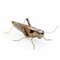 Grasshopper Skulptur von Mambo Unlimited Ideas 1